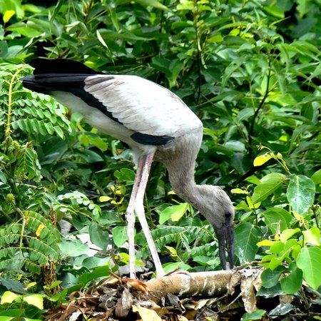 Ranganathittu Bird Sanctuary